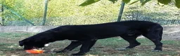 Meticcio cani in regalo: GALILEO buono e simpatico a Città Metropolitana di Firenze - Annuncio 6