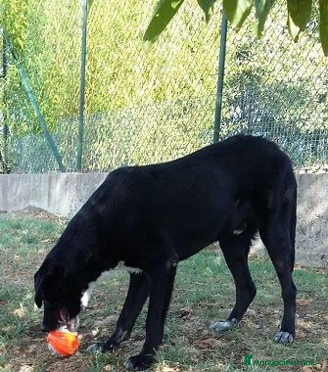 Meticcio cani in regalo: GALILEO buono e simpatico a Città Metropolitana di Firenze - Annuncio 6