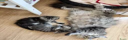Siberiano gatti in vendita: SIBERIANO GATTINO IPOALLERGENICO  - Annuncio 2