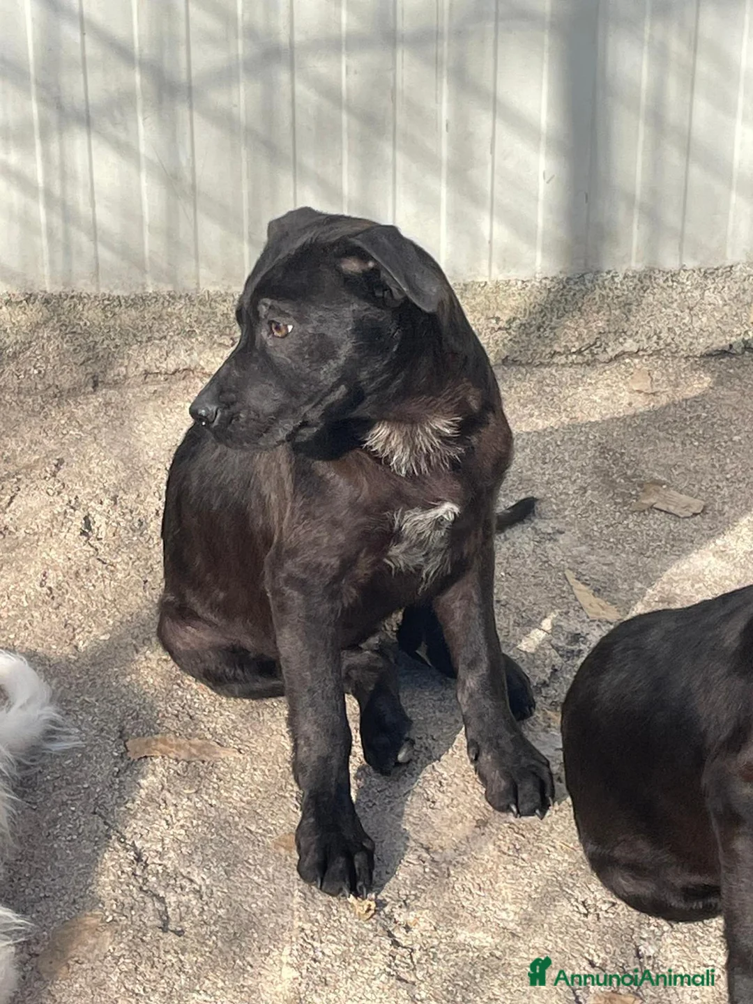 Meticcio cani in regalo: SIMIL LABRADOR DOLCISSIMO a Città Metropolitana di Bologna - Annuncio 7