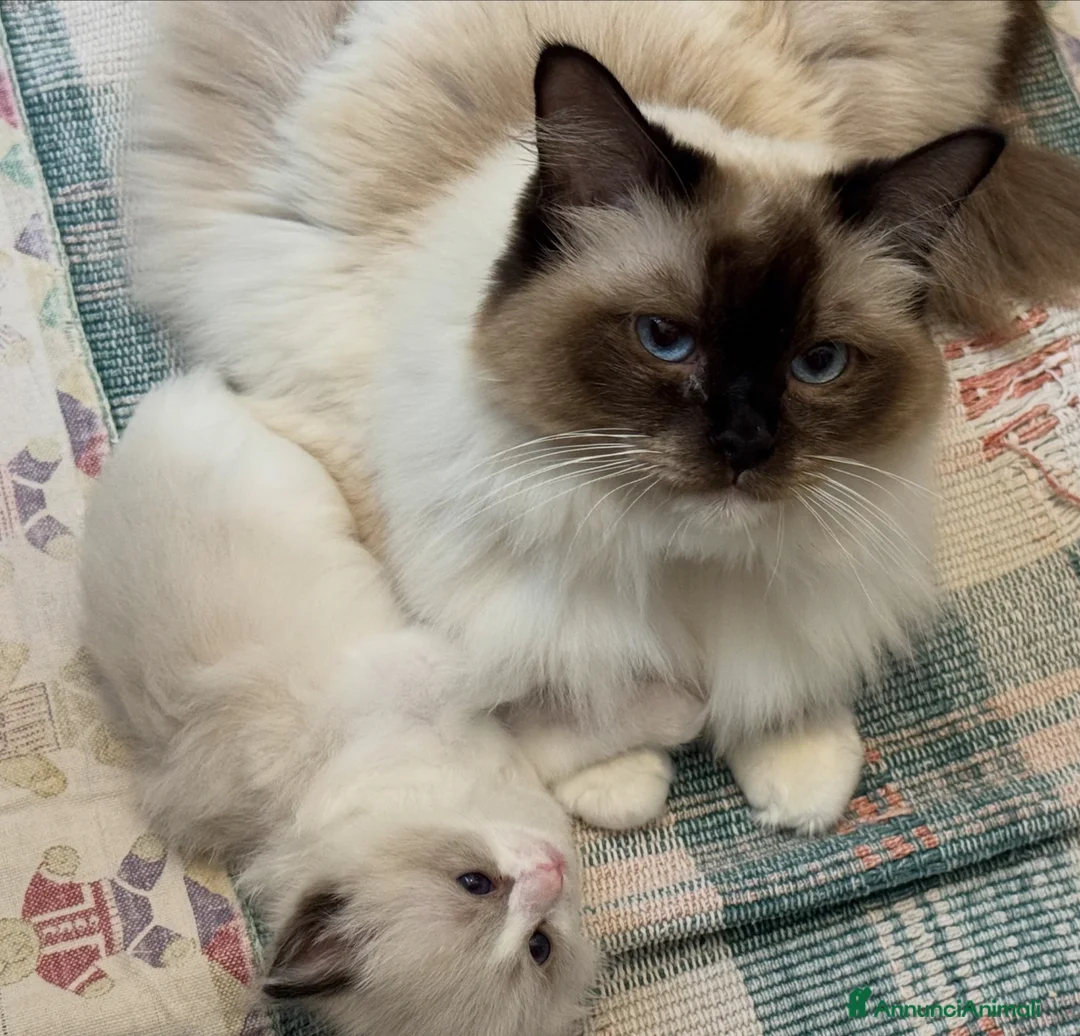 Ragdoll gatti in vendita: Cuccioli tahdoll - Annuncio 1