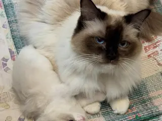 Ragdoll gatti Cuccioli tahdoll - Annuncio 7
