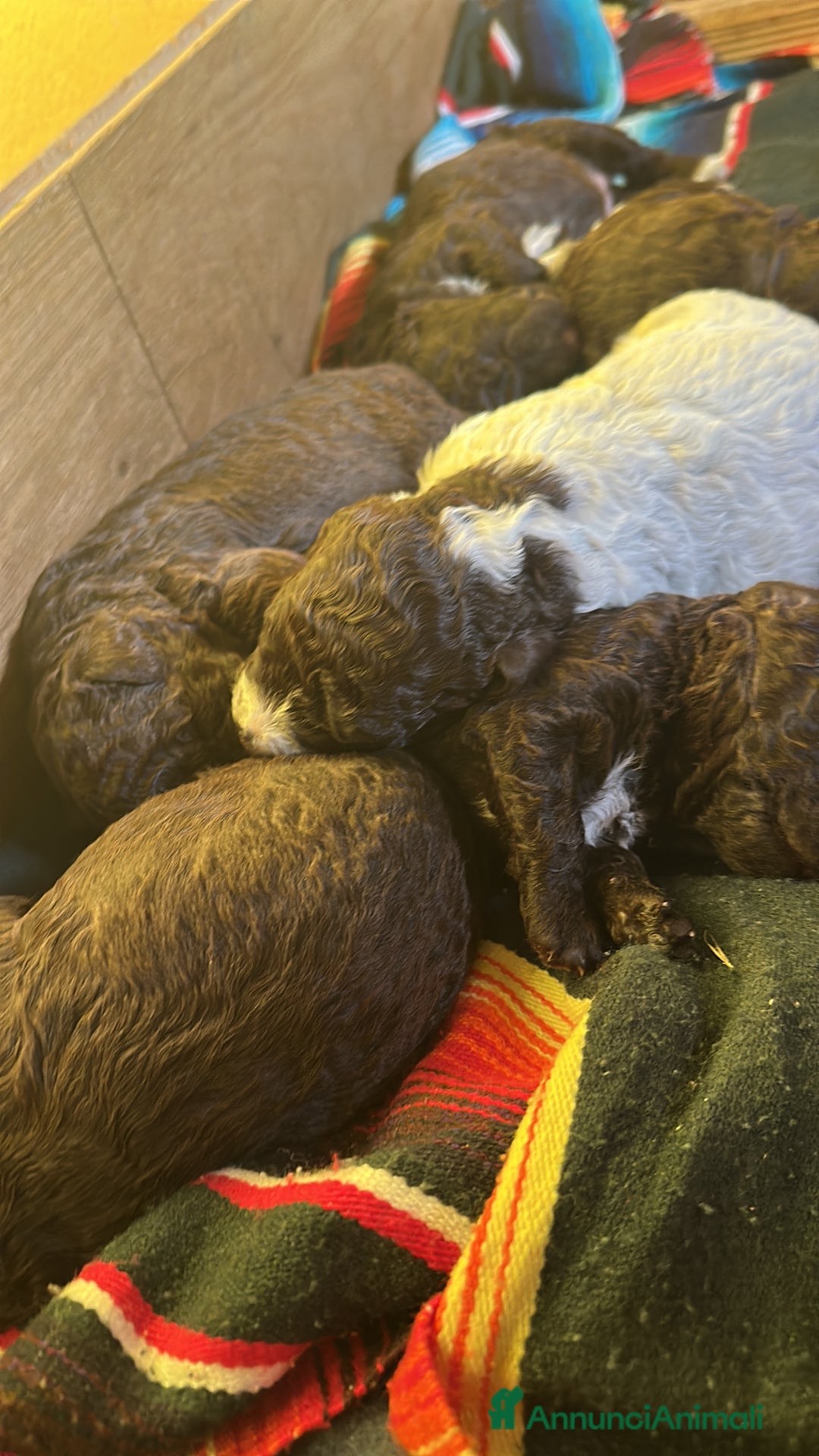 Lagotto cani in vendita: cuccioli Lagotto - Annuncio 3