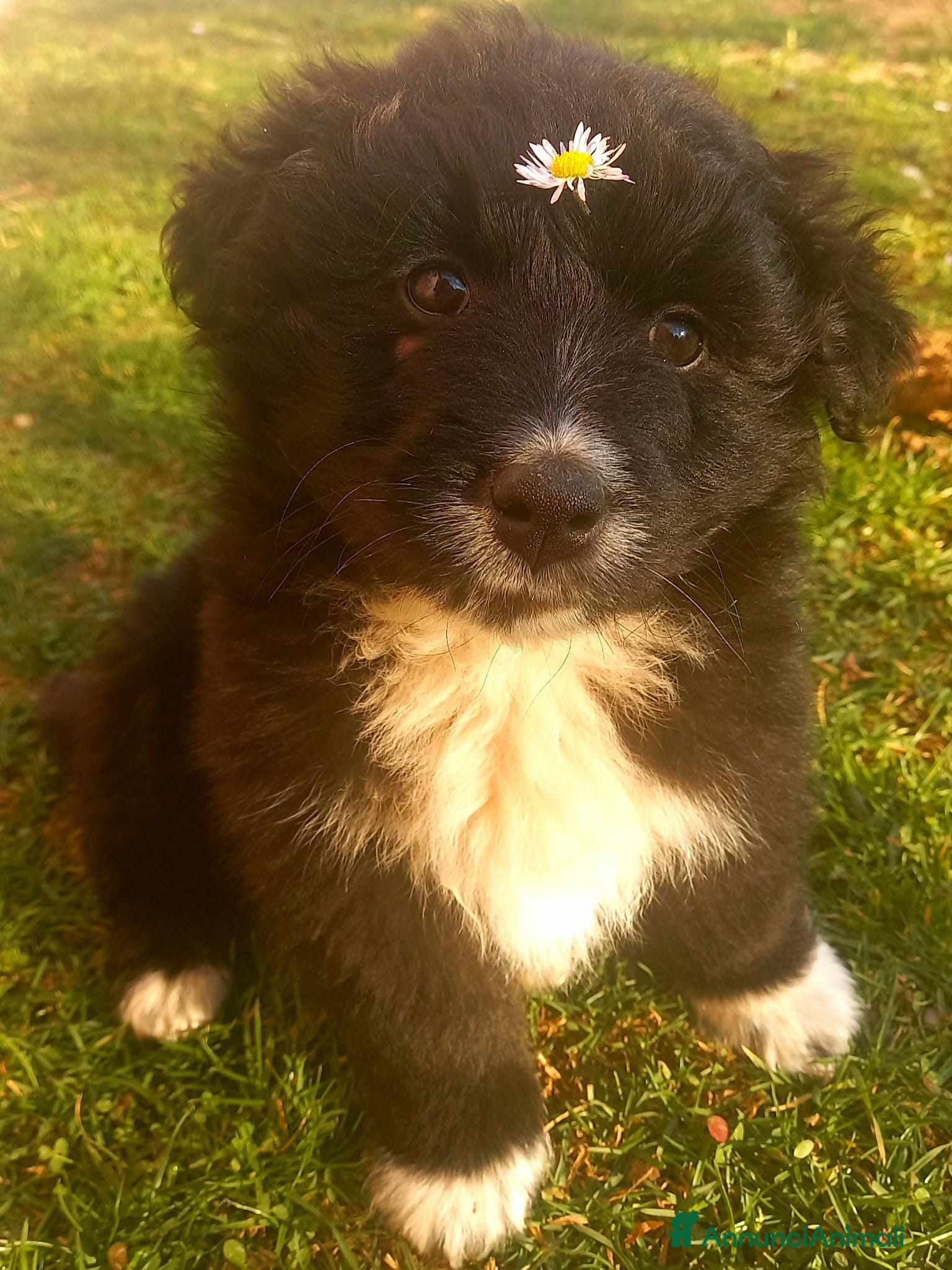 Meticcio cani PUFFO, nanetto tenerissimo! 2 MESI - Annuncio 38