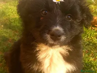 Meticcio cani PUFFO, nanetto tenerissimo! 2 MESI - Annuncio 38