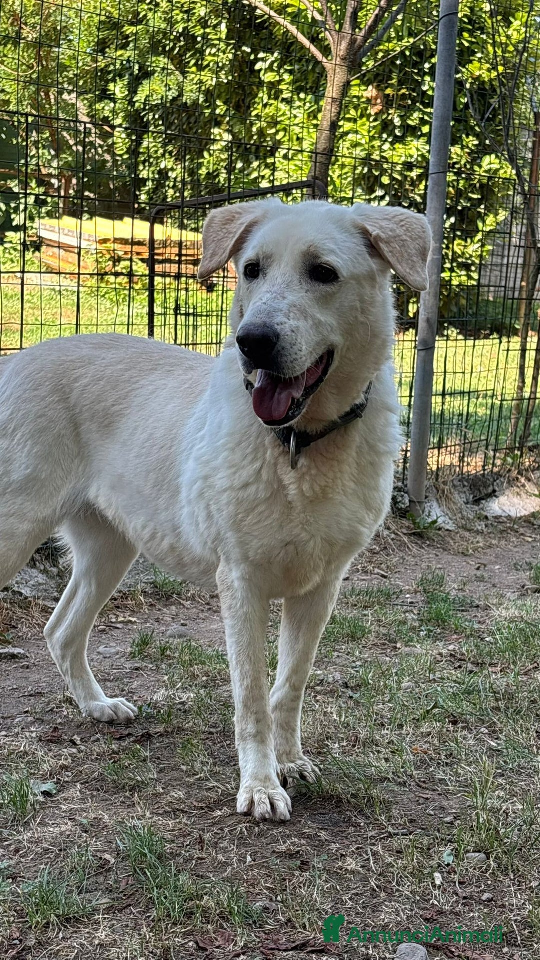 Labrador cani in regalo: Splendida Labrador - EASY a Città metropolitana di Milano - Annuncio 3