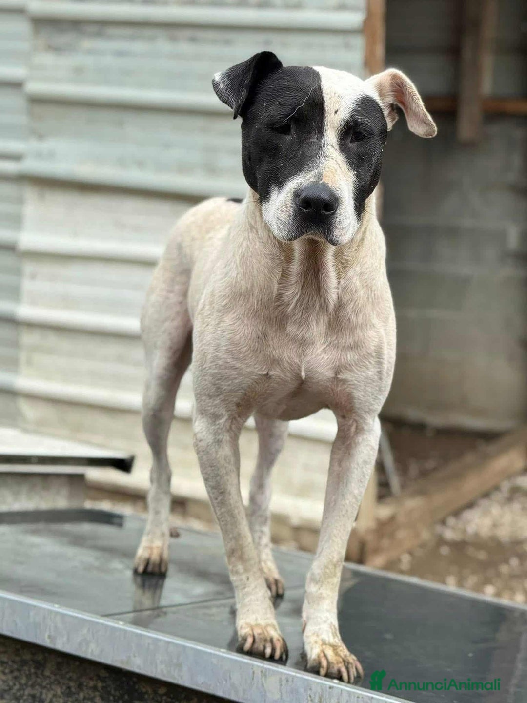 Meticcio cani in regalo: SPYKE, mix AMSTAFF super affettuoso - Annuncio 9