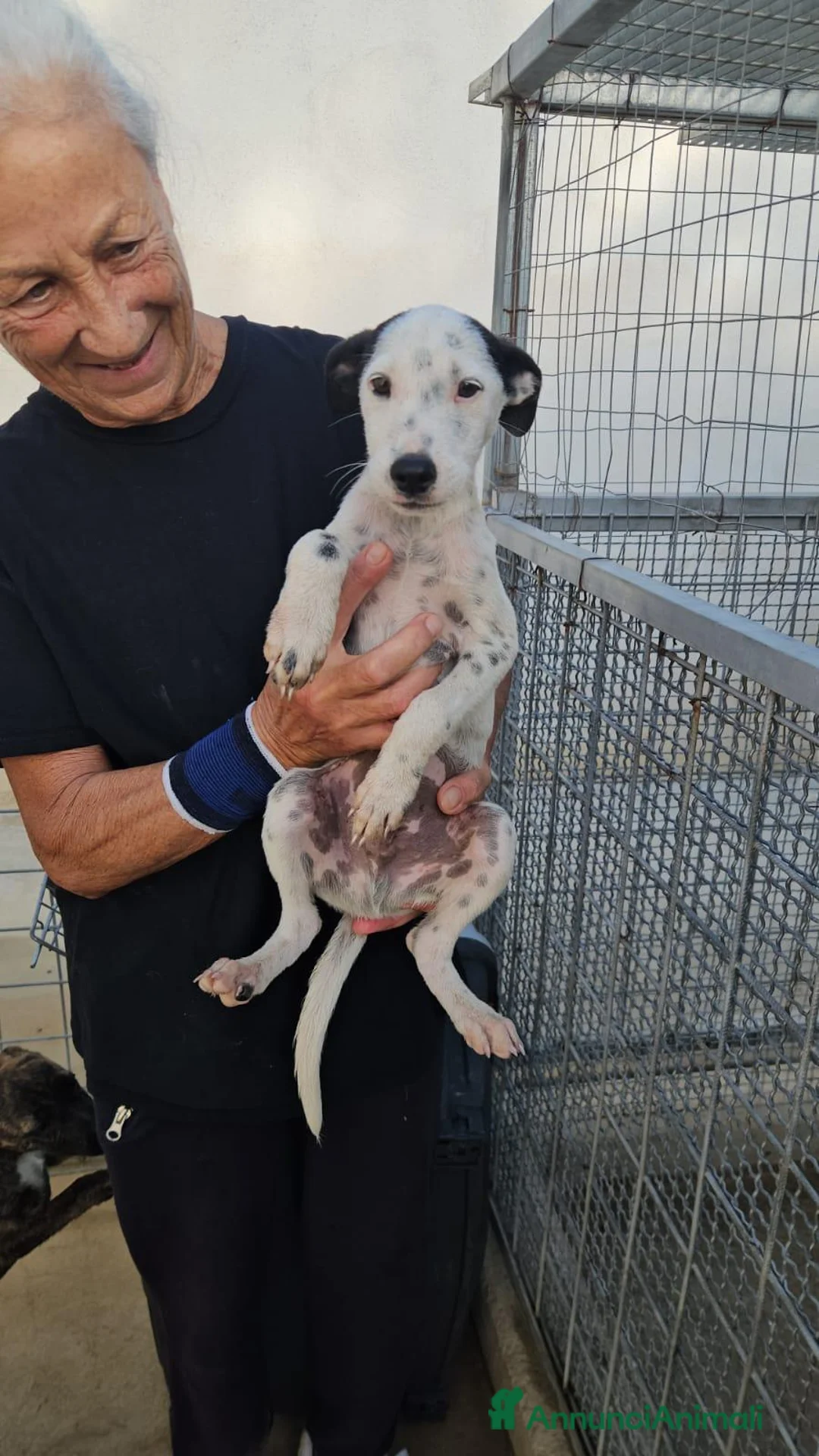 Meticcio cani in regalo: Confetto: 3 mesi taglia contenuta  - Annuncio 2