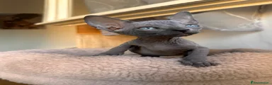 Sphynx 3