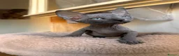 Sphynx gatti in vendita: Cuccioli sphynx - Annuncio 10