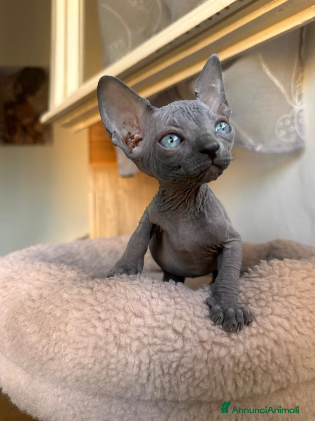 Sphynx gatti in vendita: Cuccioli sphynx - Annuncio 10