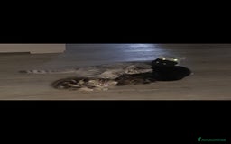 Scottish gatti in regalo: Scottish straight in regalo - Immagine 7