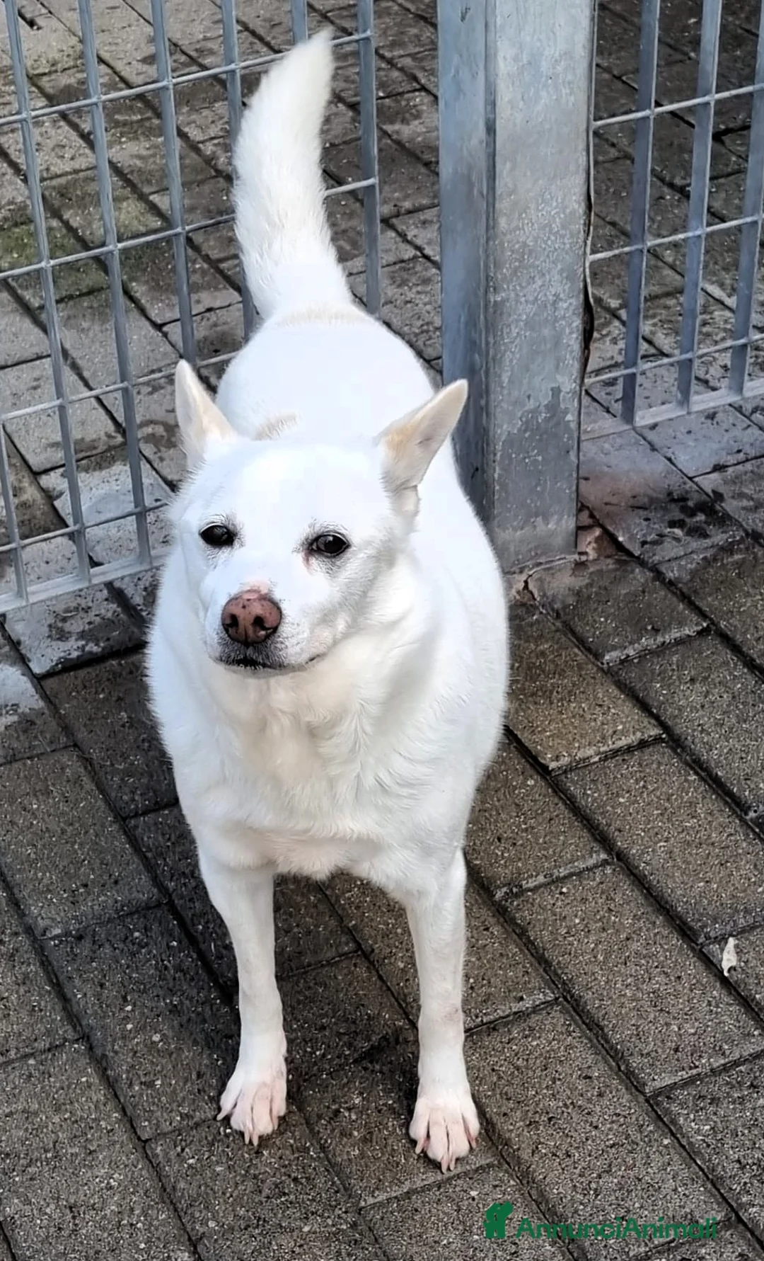Meticcio cani in regalo: FOX DIVERSAMENTE GIOVANE - Annuncio 6