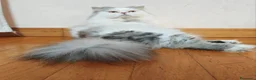 Persiano gatti in vendita: Gattino Persiano Cincillà  a Città metropolitana di Cagliari - Annuncio 10