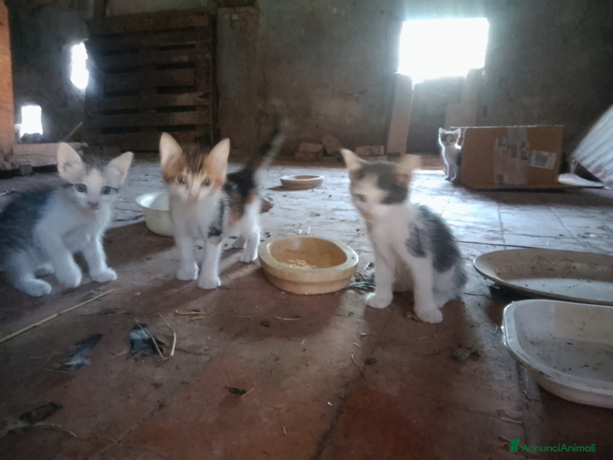 Meticcio gatti REGALO gattini di campagna. - Annuncio 1