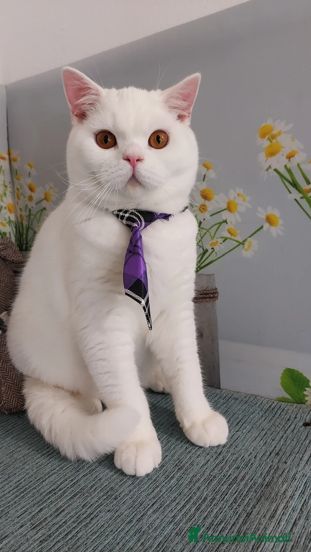 British gatti in vendita: British Shorthair bianco  - Annuncio 5