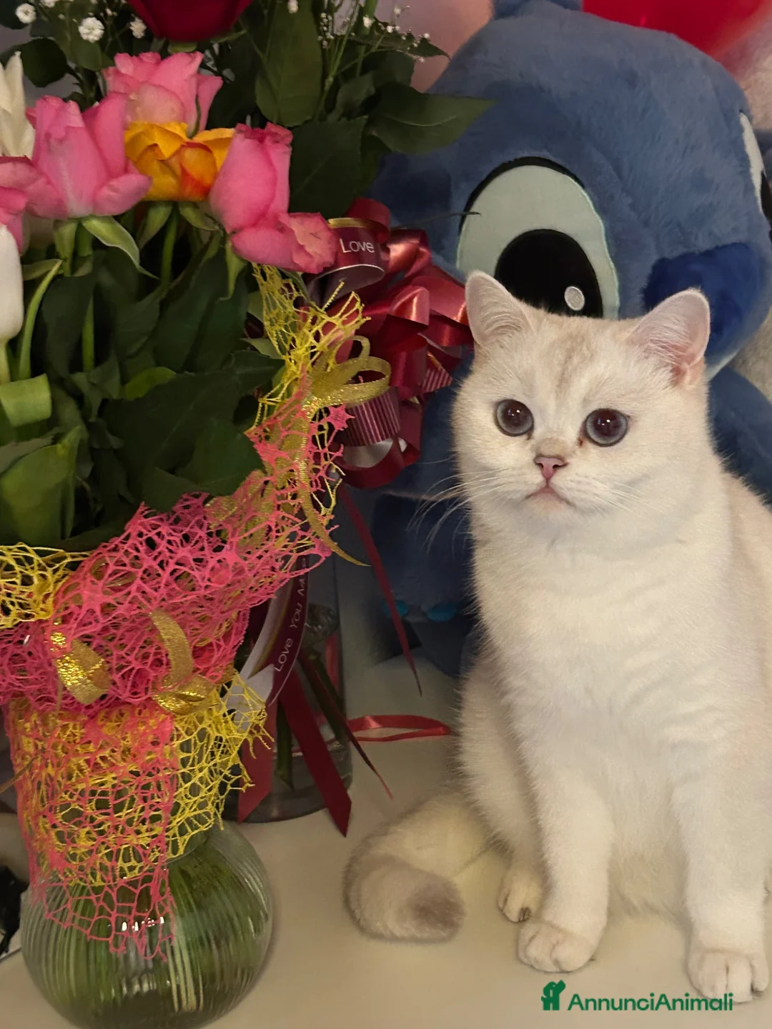 Scottish gatti in vendita: Disponibile - Annuncio 1