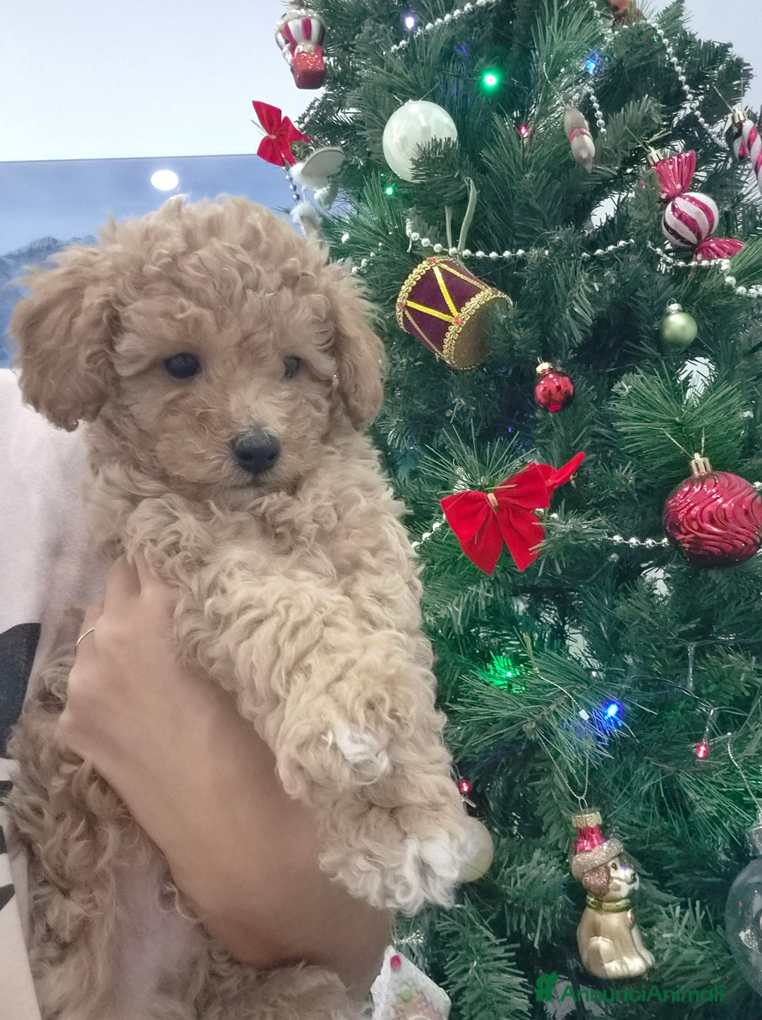 Barboncino Toy cani in vendita: Barboncino Toy - Annuncio 3