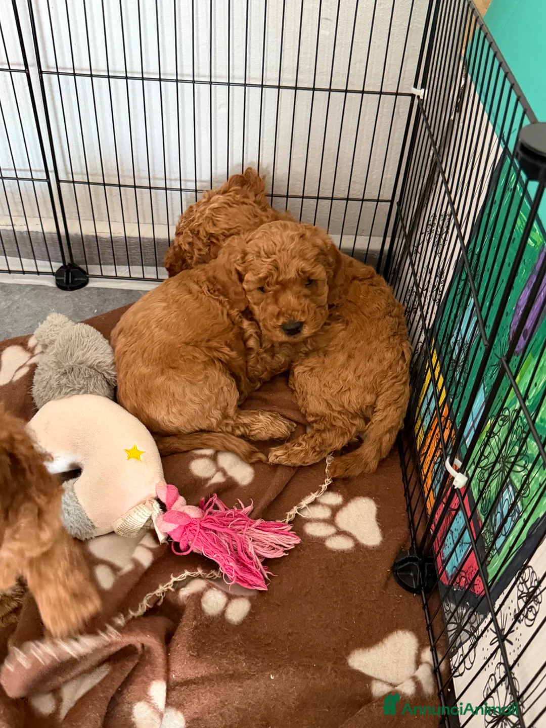 Barboncino cani in vendita: Cuccioli di Barboncino  - Annuncio 1