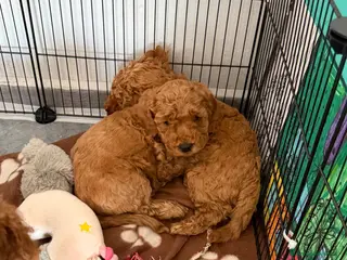 Barboncino cani Cuccioli di Barboncino - Annuncio 2