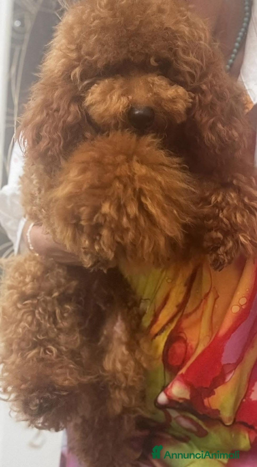 Barboncino cani in vendita: Barboncino nano red  - Annuncio 3