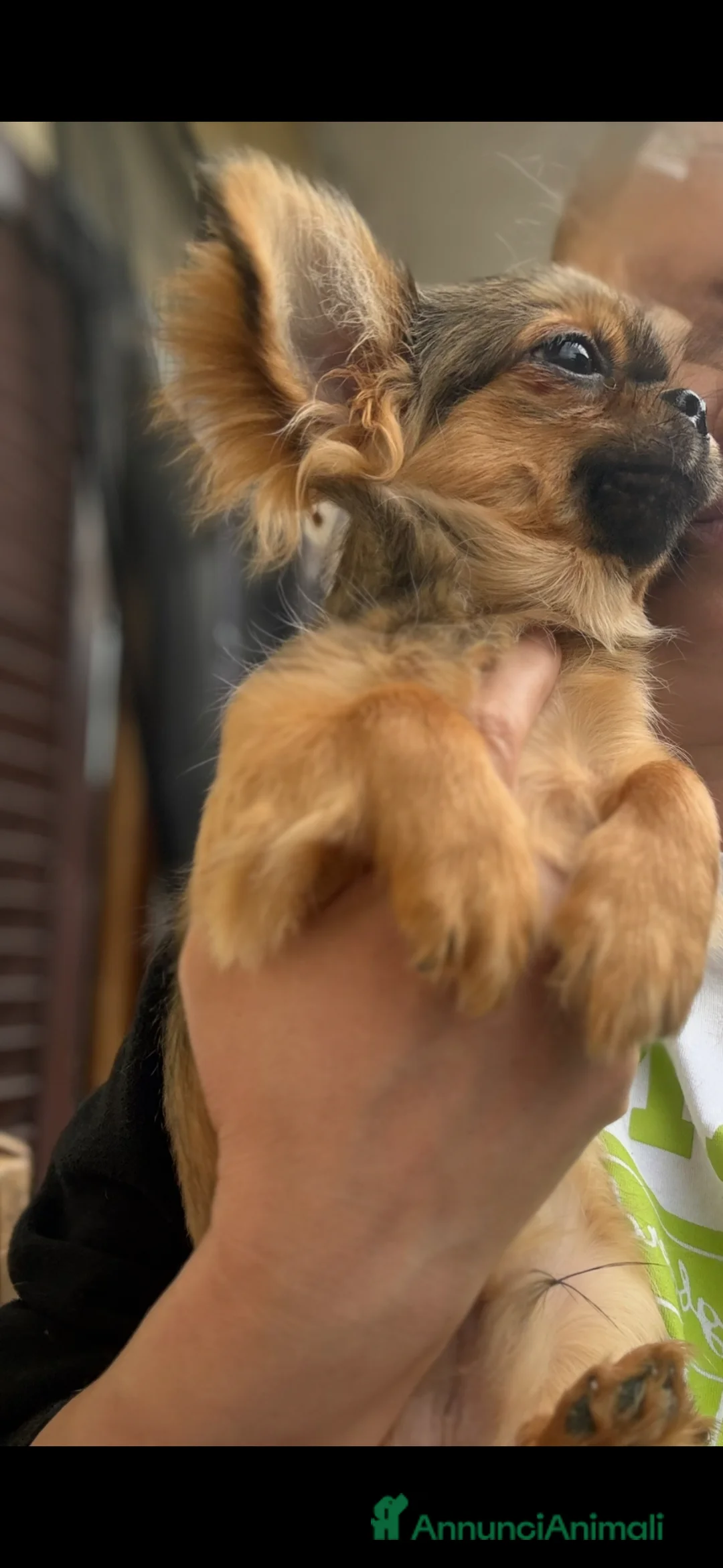 Chihuahua cani in vendita: Chihuahua mini  - Annuncio 2