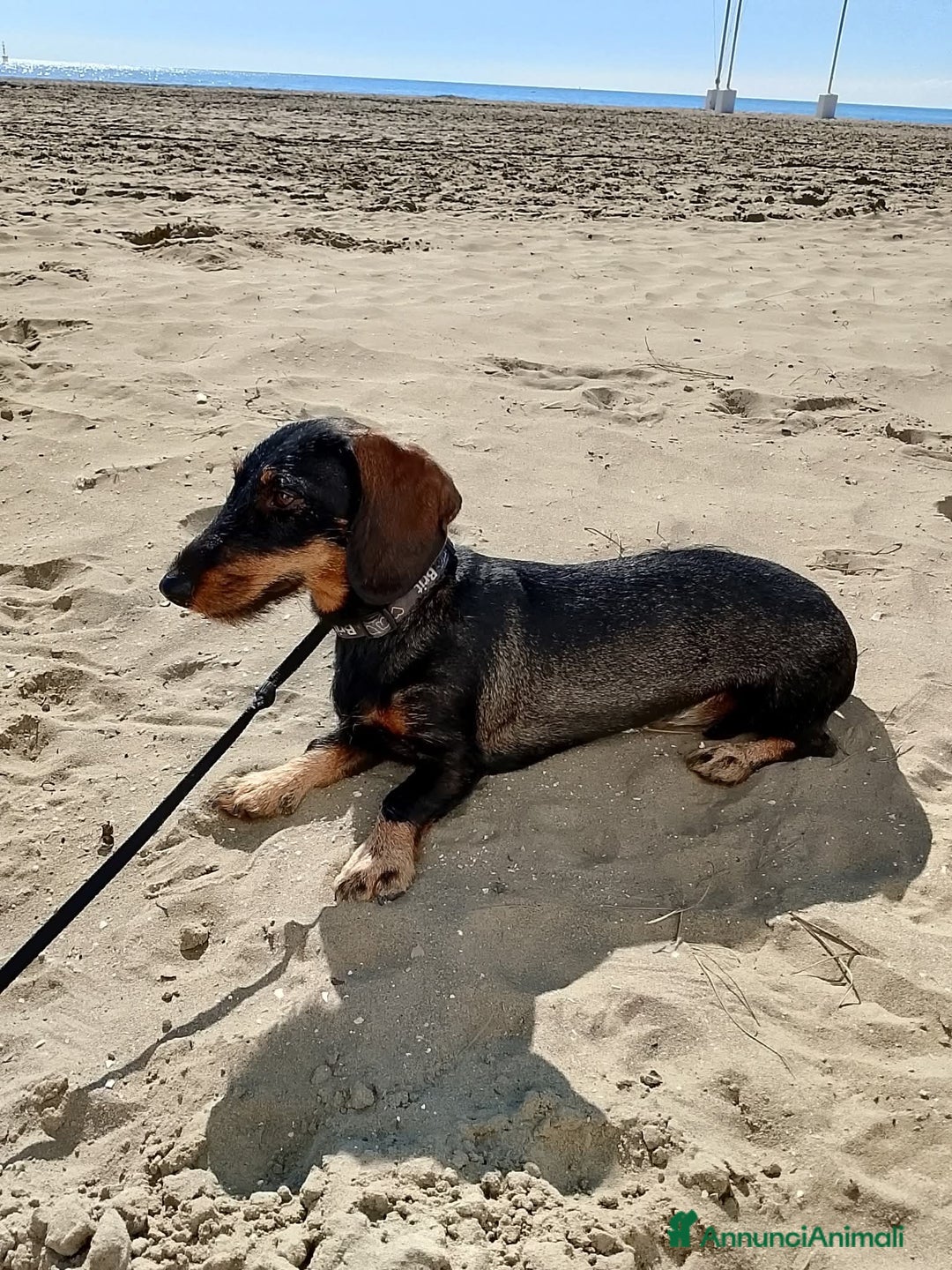 Bassotto cani in vendita: Bassotta 18 mesi taglia nana  - Annuncio 2