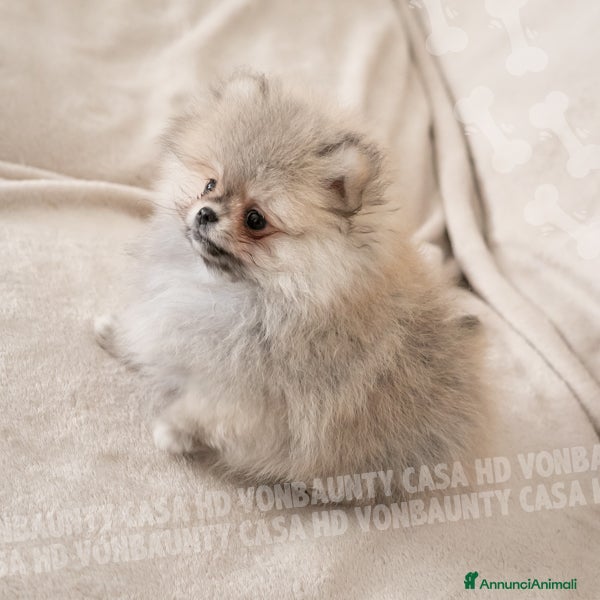 Volpino Pomerania cani Cuccioli Spitz Nano di Pomerania - Annuncio 2