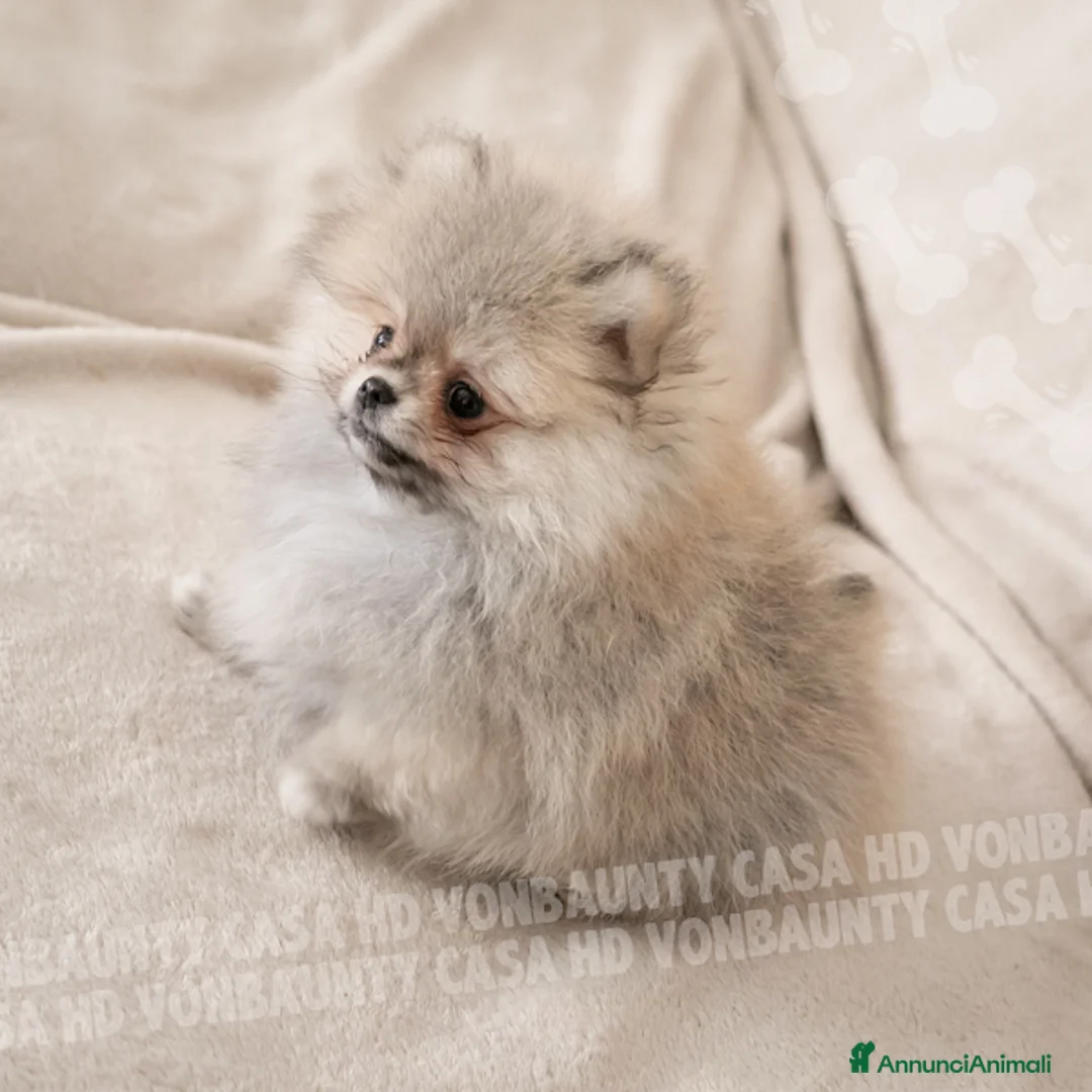 Volpino Pomerania cani in vendita: Cuccioli Spitz Nano di Pomerania - Annuncio 2