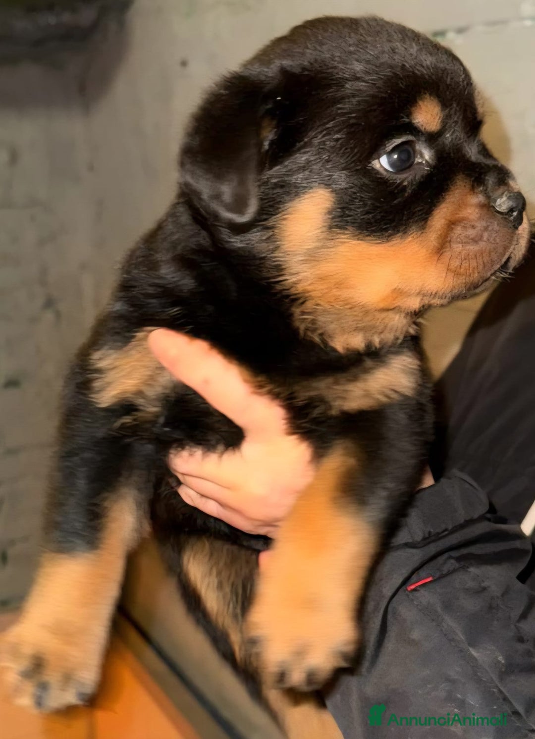 Rottweiler cani in vendita: Rottweiler - Annuncio 1