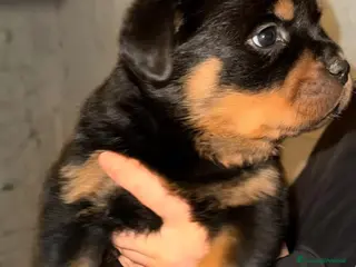 Rottweiler cani Rottweiler - Annuncio 5