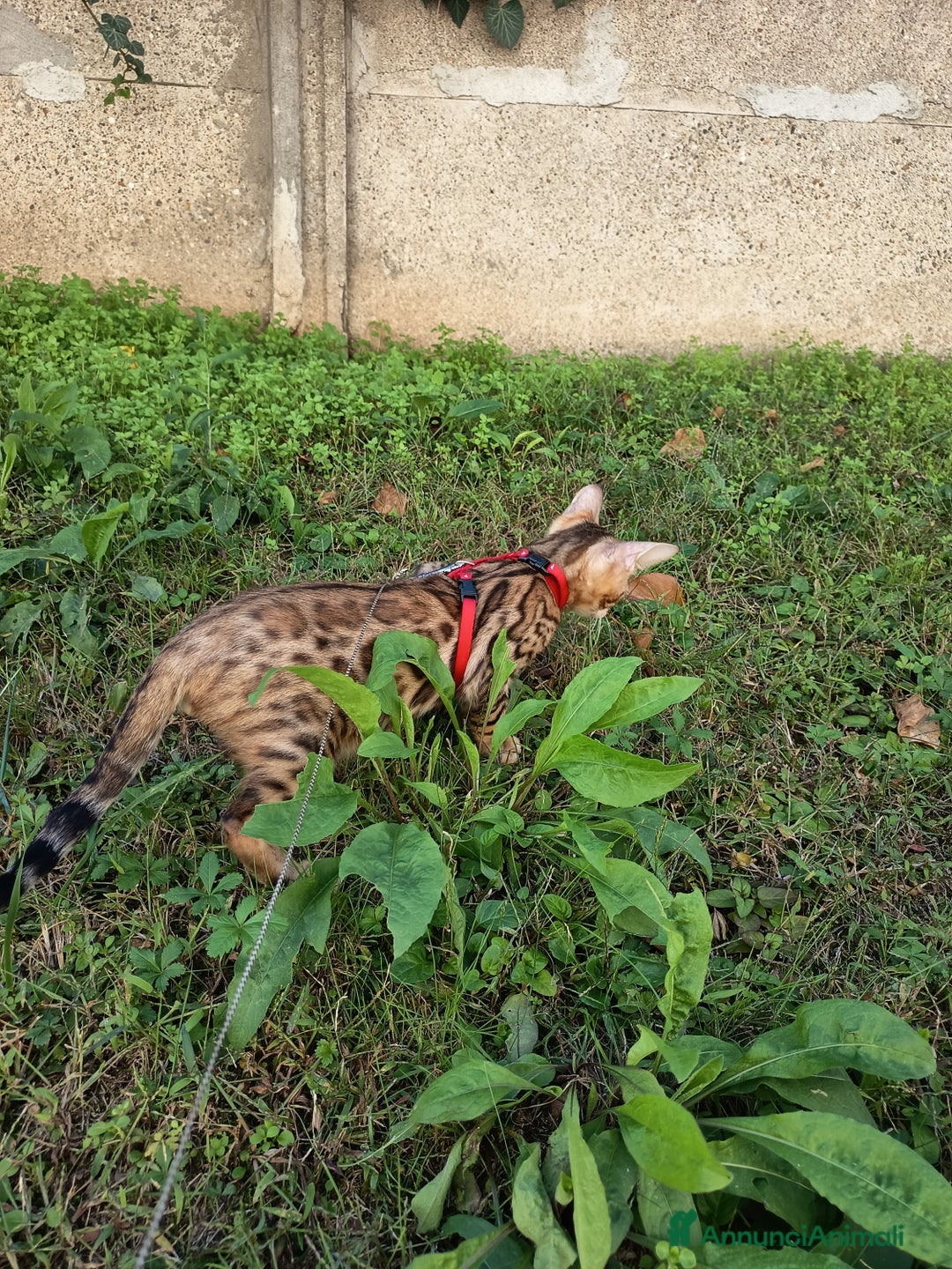 Bengala gatti in vendita: Maschietto di rara colorazione dorata 😻 - Annuncio 2