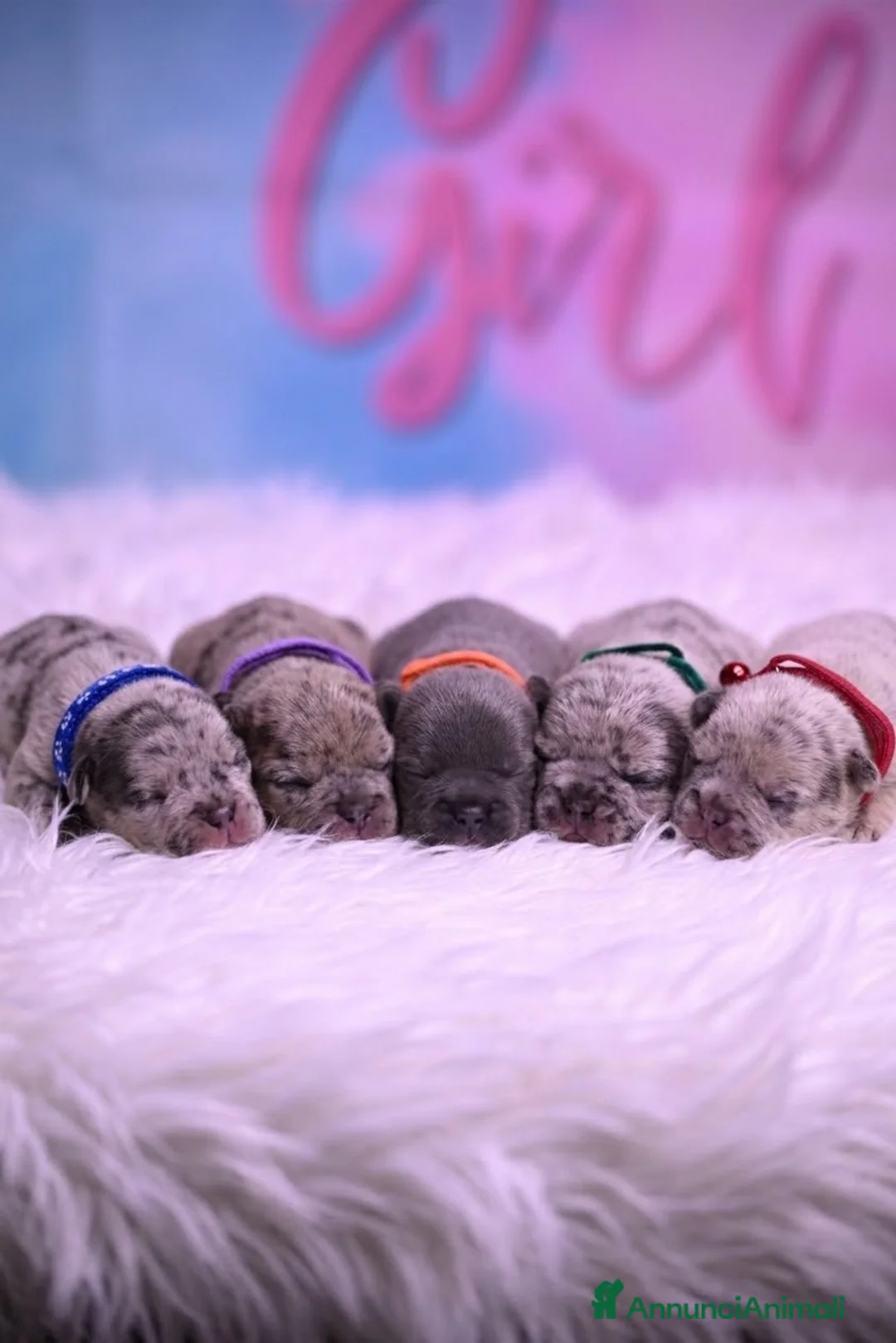 Bulldog Francese cani in vendita: Cuccioli Bullodg Francese - Annuncio 1