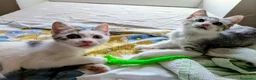 Meticcio gatti in regalo: Piko e Bok, fratellini in cerca di casa - Annuncio 3