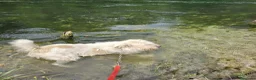 Meticcio cani in regalo: Simil Spinone 6anni,anni di appelli NOVARA HELP - Annuncio 6