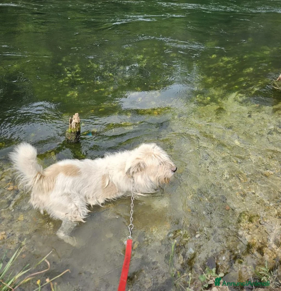 Meticcio cani in regalo: Simil Spinone 6anni,anni di appelli NOVARA HELP - Annuncio 6