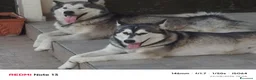Alaskan Malamute cani in vendita: Alaskan malamute  a Città metropolitana di Catania - Annuncio 6