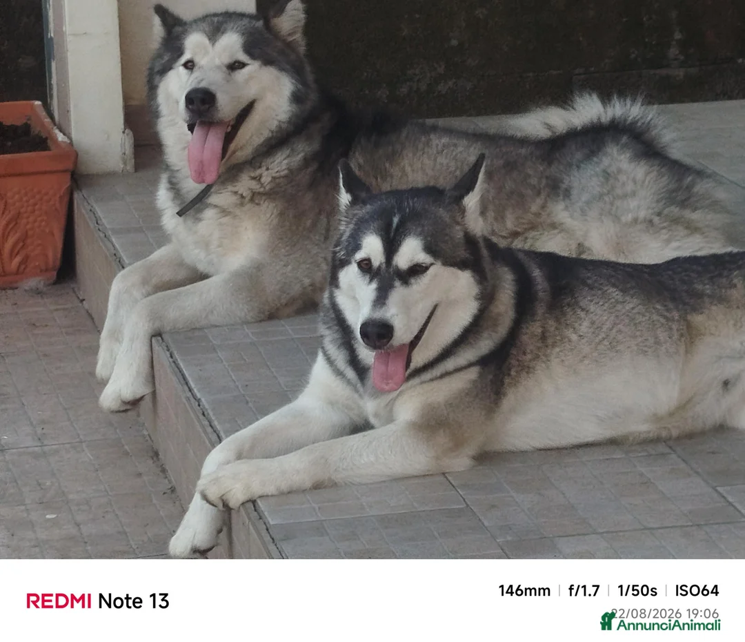 Alaskan Malamute cani in vendita: Alaskan malamute  a Città metropolitana di Catania - Annuncio 6