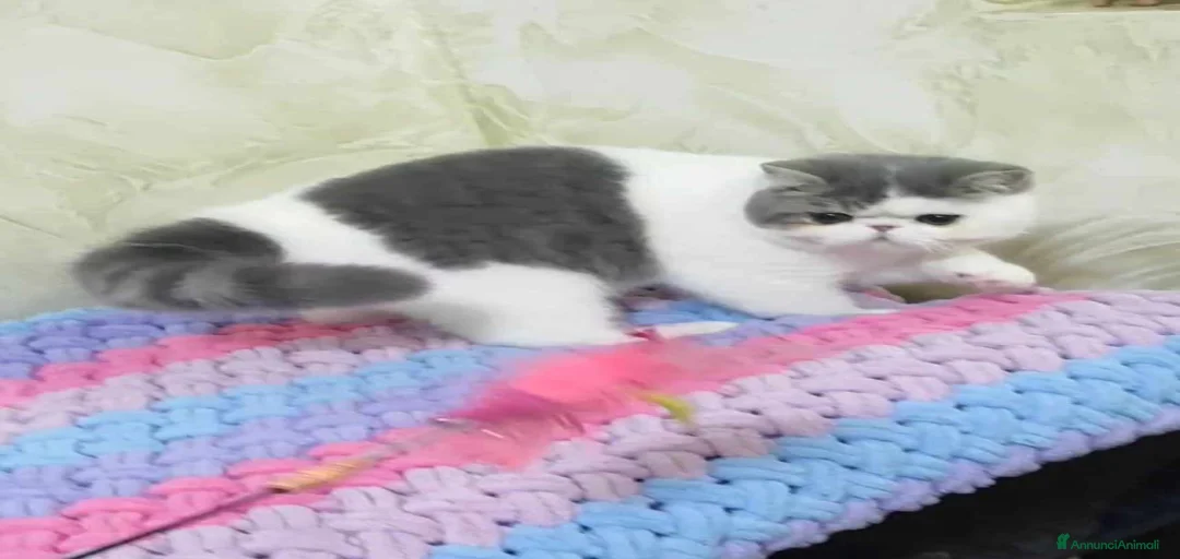 Immagine della galleria {{count}}