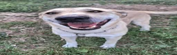 Meticcio cani in regalo: Eddy 3 anni Taglia grande  a Città metropolitana di Palermo - Annuncio 1