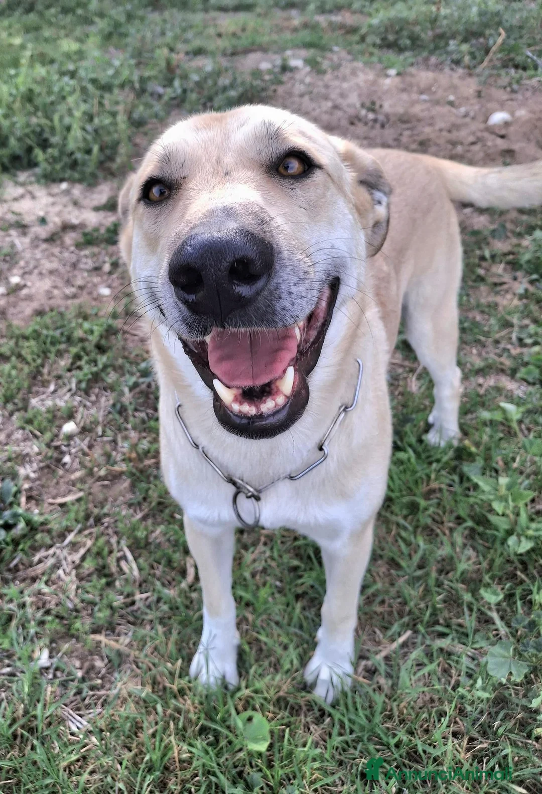 Meticcio cani in regalo: Eddy 3 anni Taglia grande  a Città metropolitana di Palermo - Annuncio 1