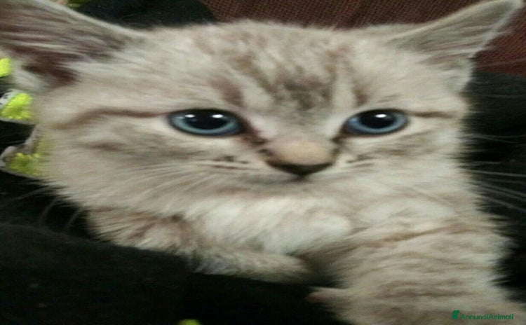 Siamese gatti a Provincia di Salerno - Annuncio 1