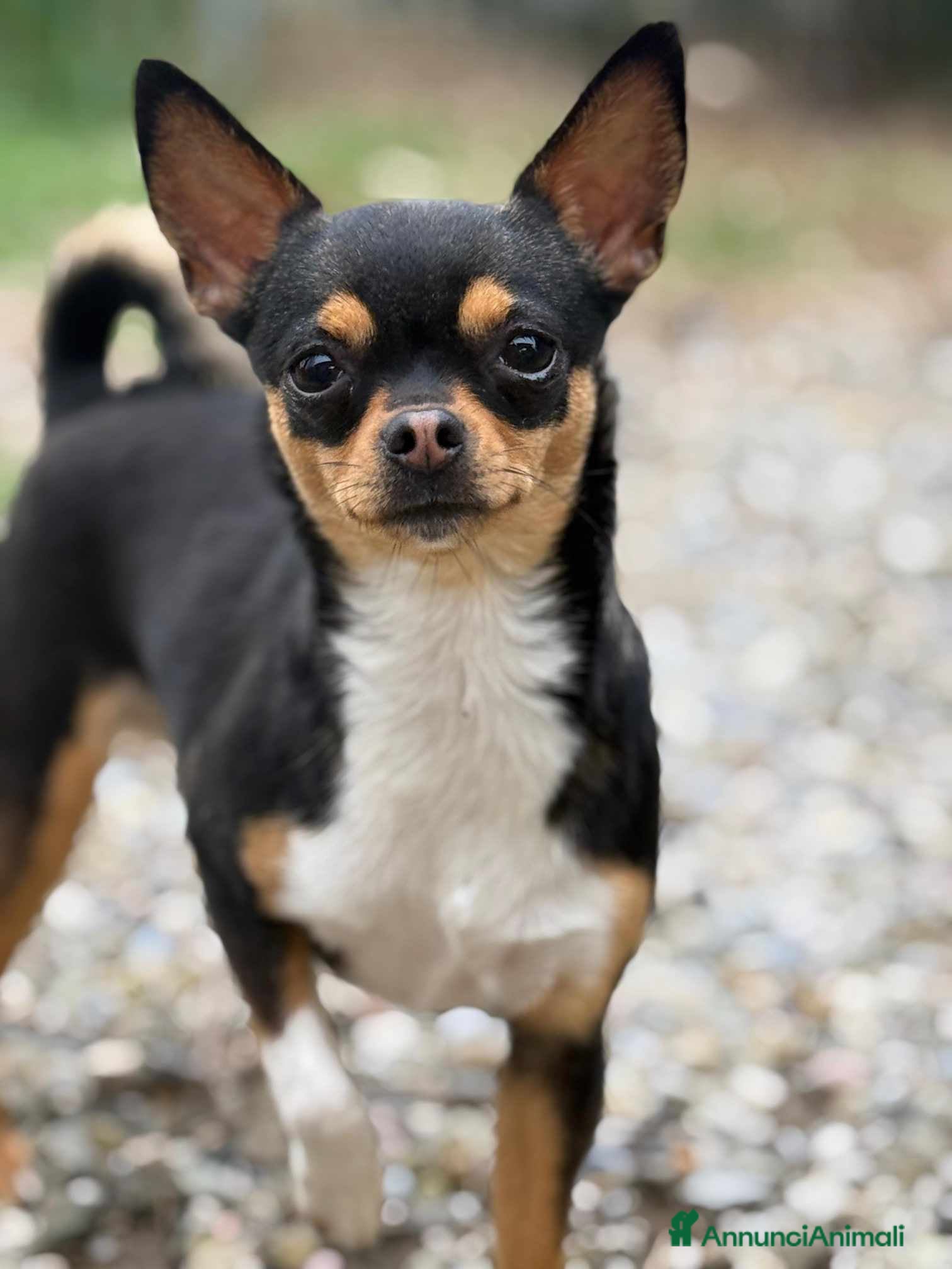 Chihuahua cani SUSINA, CHIHUAHUA paurosetta cerca famiglia - Annuncio 2