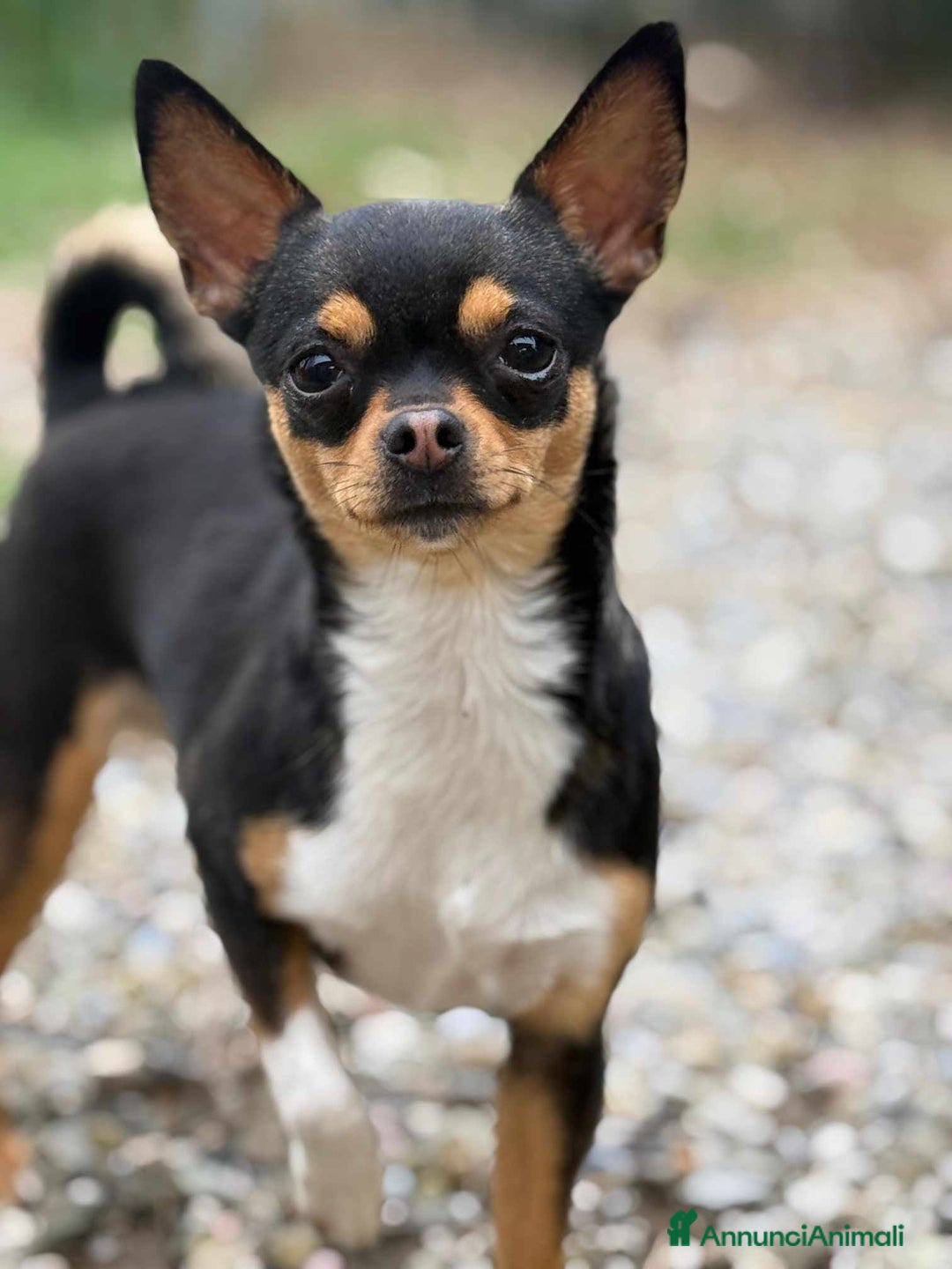 Chihuahua cani in regalo: SUSINA, CHIHUAHUA paurosetta cerca famiglia - Annuncio 1