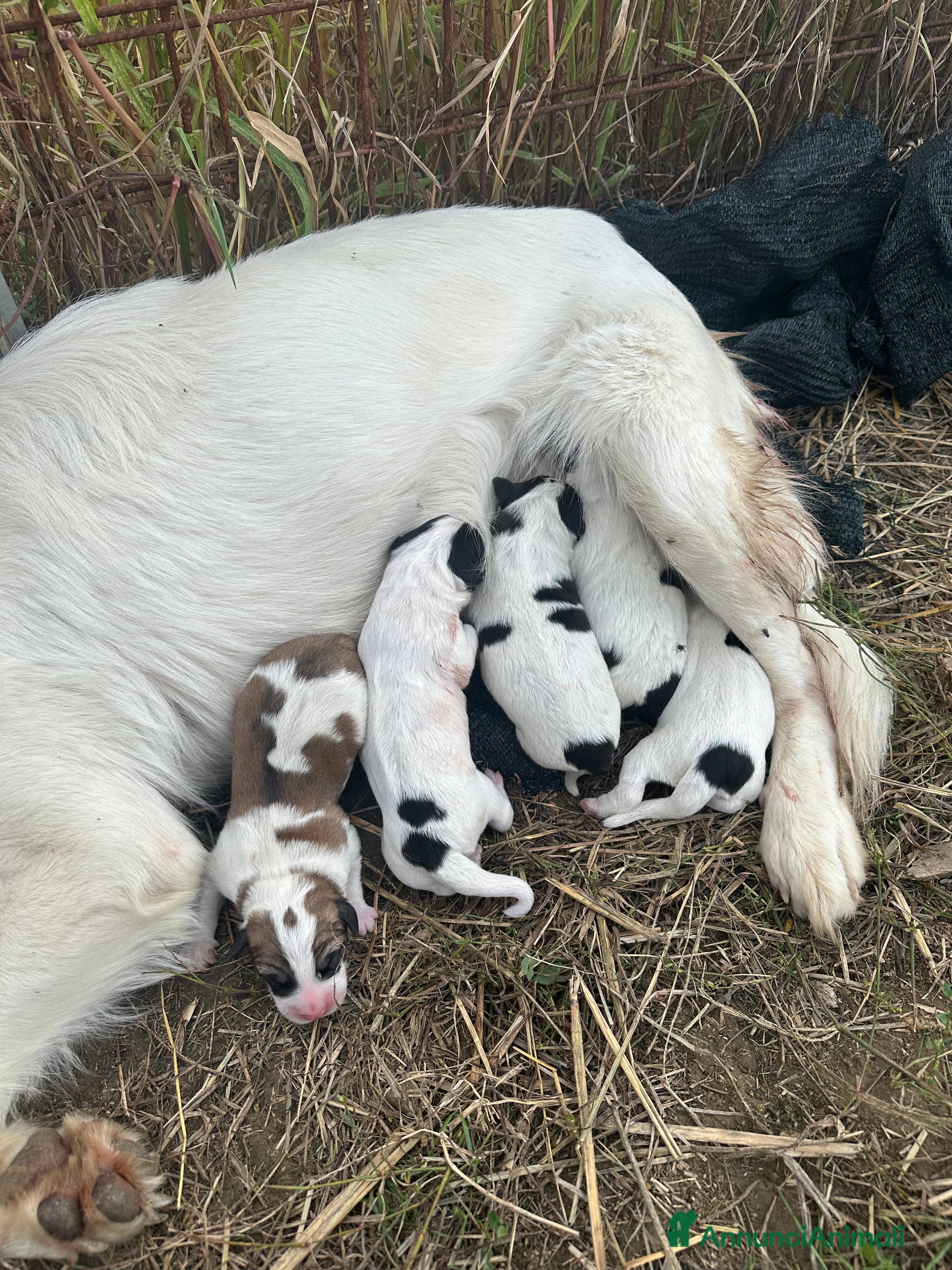Meticcio cani Cuccioli da guardia - Annuncio 2