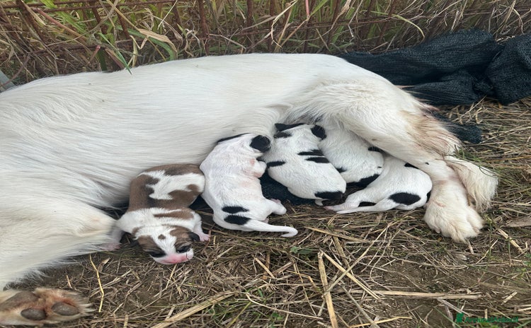 Meticcio cani Cuccioli da guardia - Annuncio 1