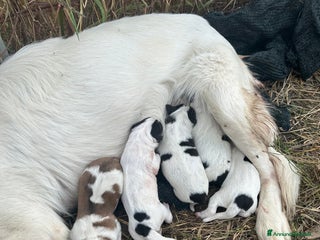 Meticcio cani Cuccioli da guardia - Annuncio 1