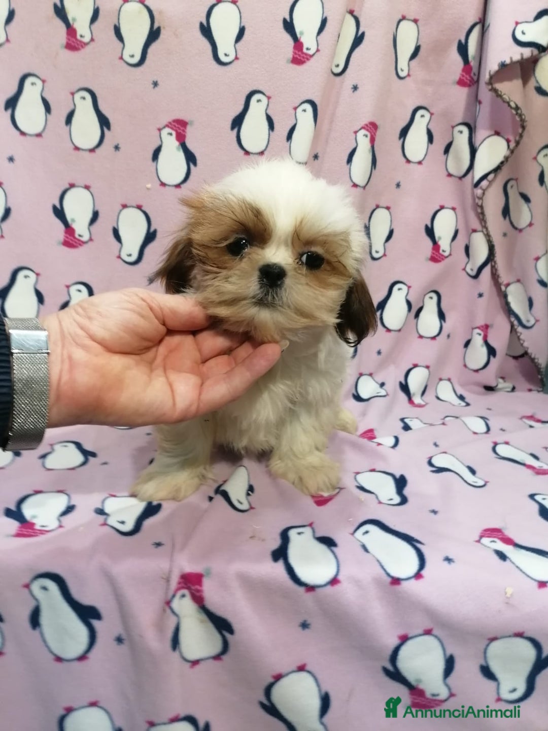 Shih Tzu cani in vendita: Shih Tzu Imperiale cucciola femmina - Annuncio 3