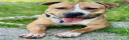 Meticcio cani in regalo: PABLO CERCA CASA - Annuncio 2