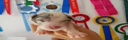 Australian Shepherd cani in vendita: DISPONIBILI SPLENDIDI CUCCIOLI MASCHI - Annuncio 10